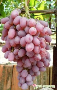 Виноград Тайфи розовый в Ардатове