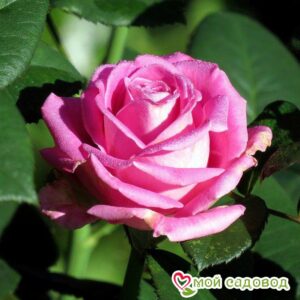 Роза чайно-гибридная Аква в Ардатове