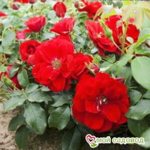 Роза Центро-Розе в Ардатове