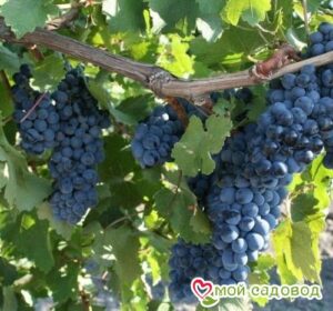 Виноград Рубиновый Магарача в Ардатове