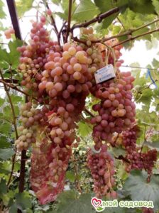 Виноград Лучистый в Ардатове