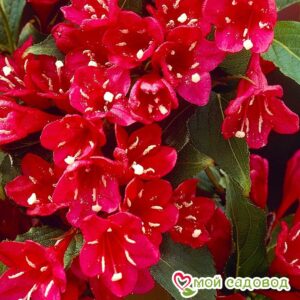 Вейгела цветущая “Ред Принц” в Ардатове