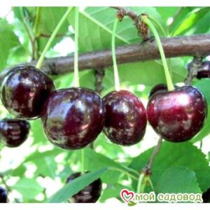 Саженцы вишни – Чудо-вишня в Ардатове