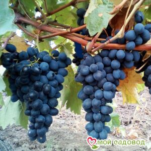 Виноград Молдова в Ардатове