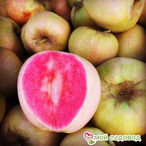 Яблоня Розовый жемчуг в Ардатове