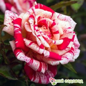 Роза чайно-гибридная Папагено в Ардатове