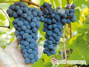 Виноград Амурский синий в Ардатове