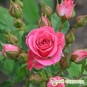 Роза Спрей розовый в Ардатове