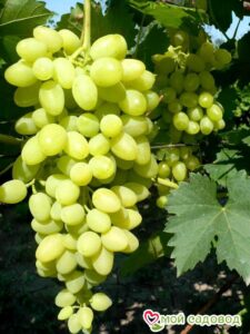 Виноград Осенний крупноплодный в Ардатове