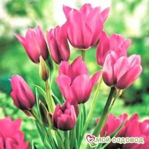 Тюльпан многоцветковый Пурпл Букет в Ардатове