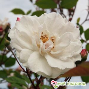 Роза Белый каскад в Ардатове